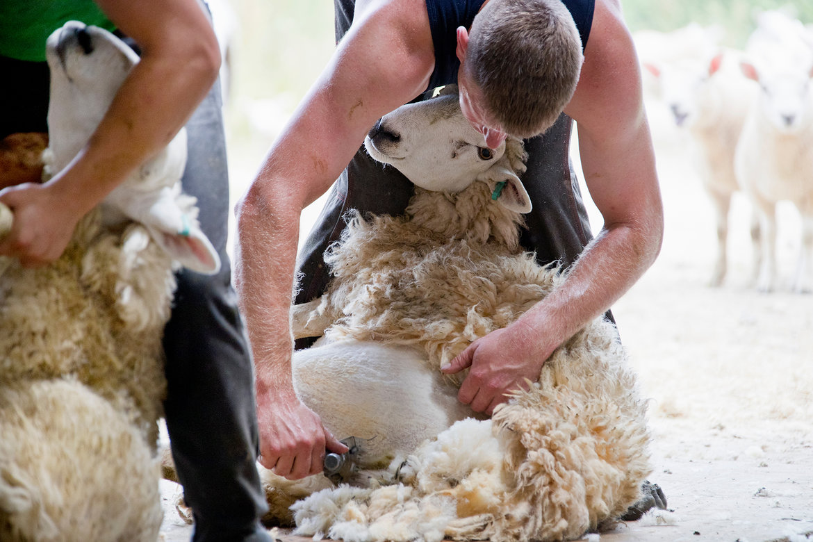 Tondeuses-pour-moutons
