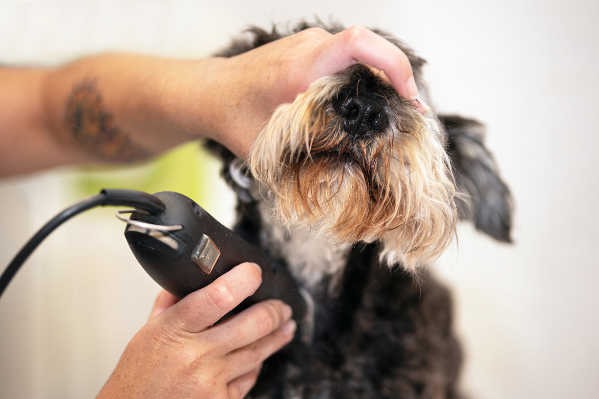 Tondeuses-pour-chiens